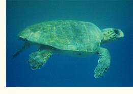 Caretta caretta